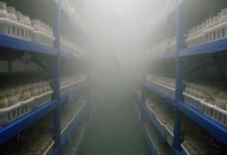 农业/种植业大棚加湿案例